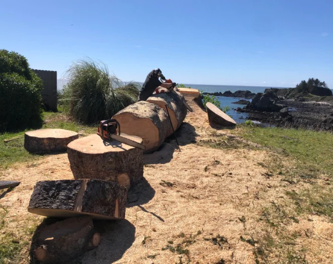 big tree removal service brookings or