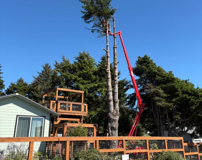 professional tree services brookings or