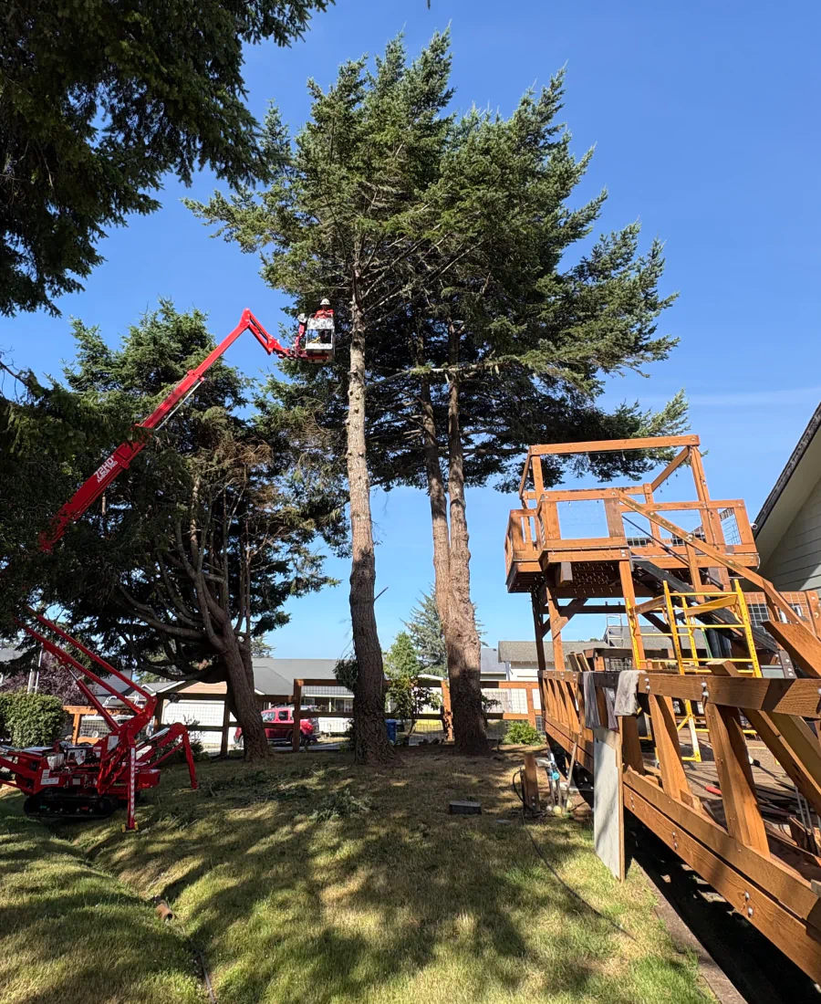 tree removal brookings or